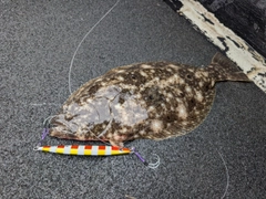 ヒラメの釣果