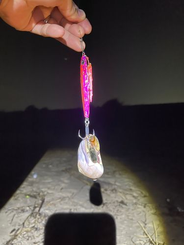シタビラメの釣果