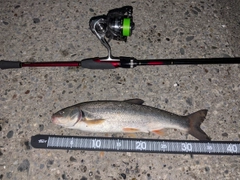 ウグイの釣果