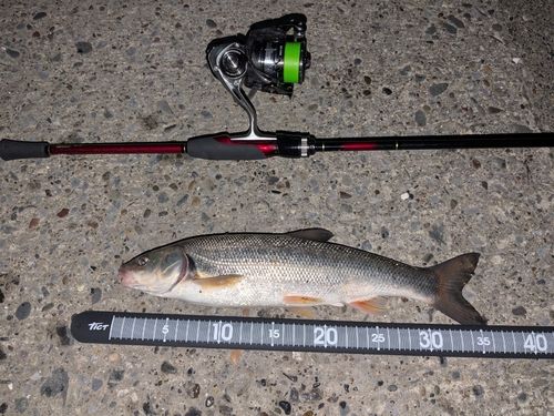 ウグイの釣果