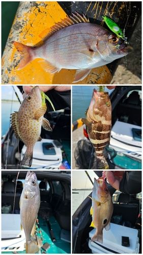 クロダイの釣果