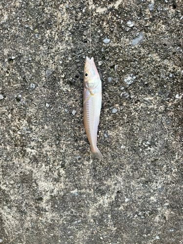 シロギスの釣果