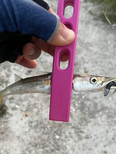 カマスの釣果