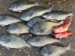 メジナの釣果