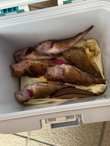 カサゴの釣果