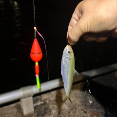 サッパの釣果