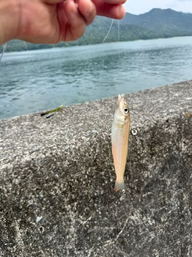 シロギスの釣果