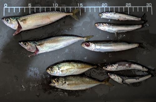 サバの釣果