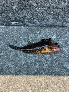 アヤアナハゼの釣果