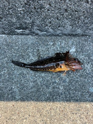 アヤアナハゼの釣果