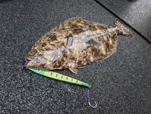 ヒラメの釣果