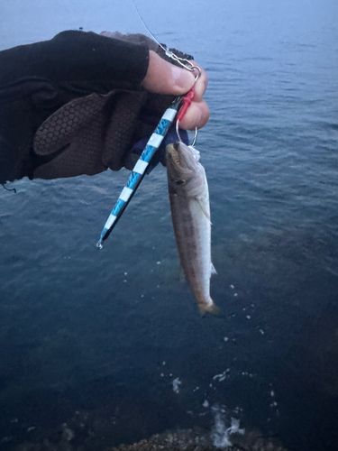 カマスの釣果