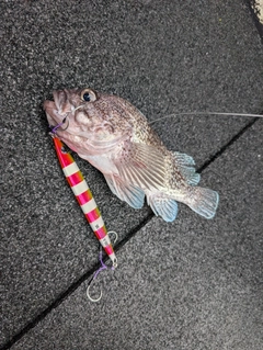 マゾイの釣果