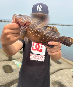 キジハタの釣果