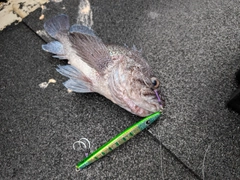 マゾイの釣果