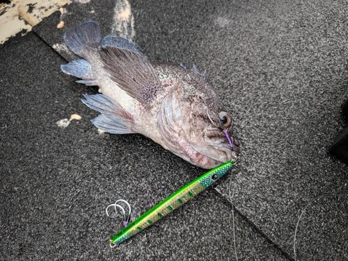 マゾイの釣果