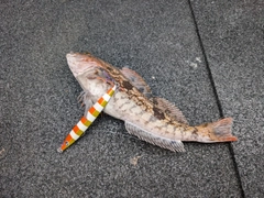 アイナメの釣果