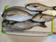 イサキの釣果