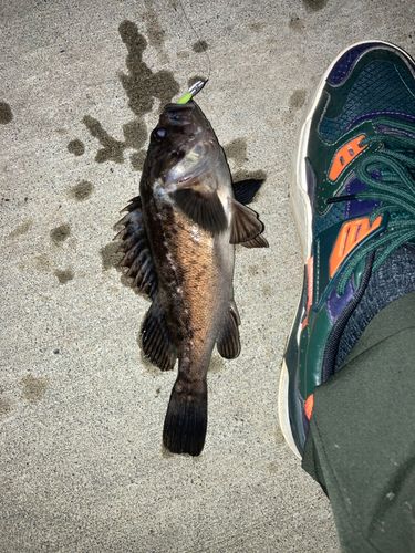 クロソイの釣果
