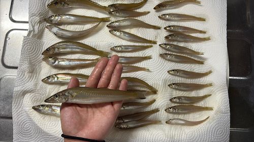 シロギスの釣果