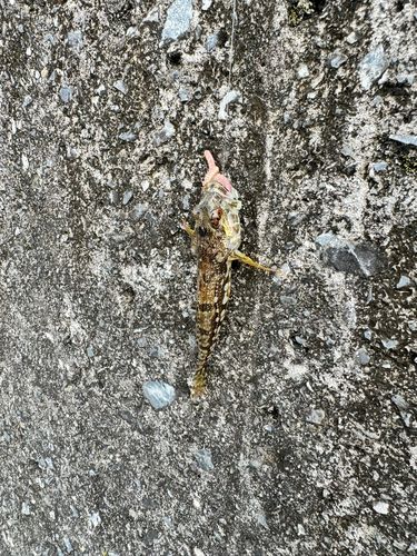 アサヒアナハゼの釣果