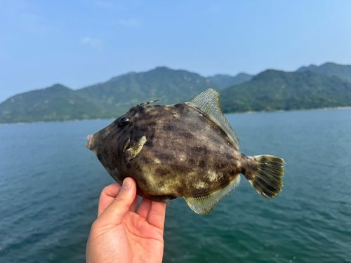 カワハギの釣果