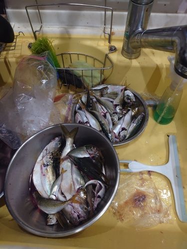 サバの釣果