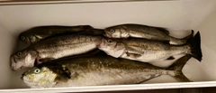 ヒラマサの釣果