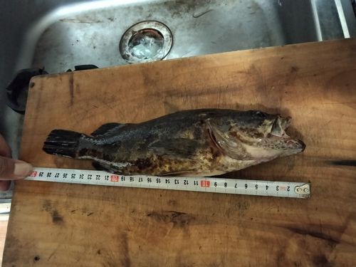 アラカブの釣果