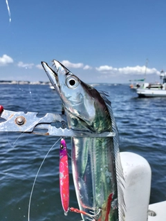 タチウオの釣果