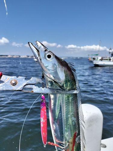 タチウオの釣果