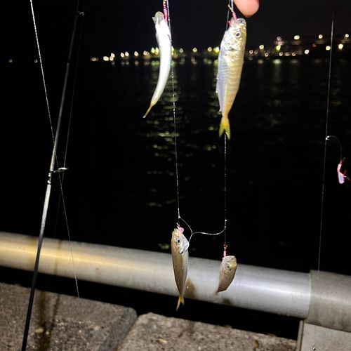 アジの釣果