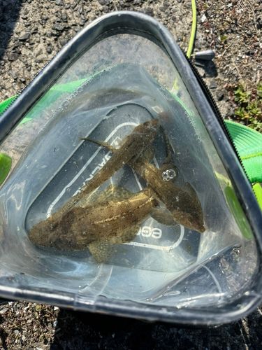 ネズミゴチの釣果