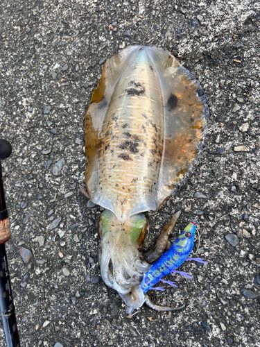 アオリイカの釣果