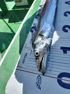 タチウオの釣果