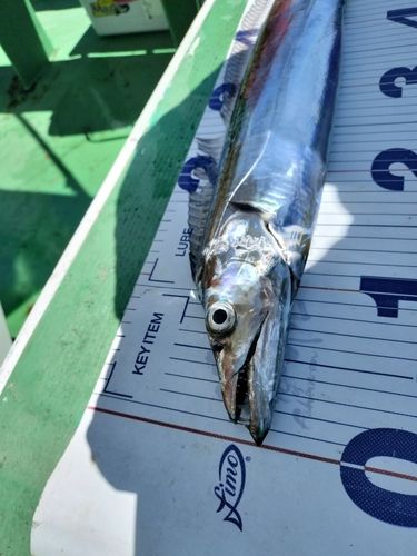 タチウオの釣果