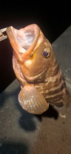 アコウの釣果