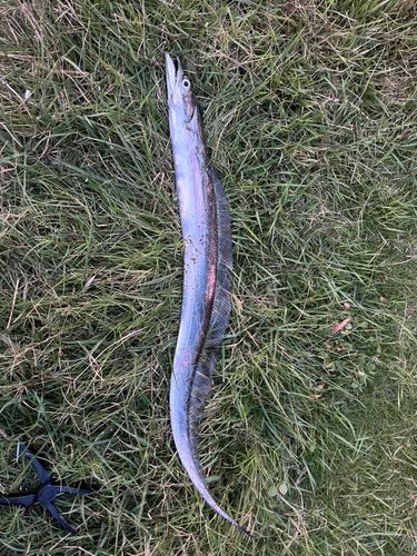 タチウオの釣果