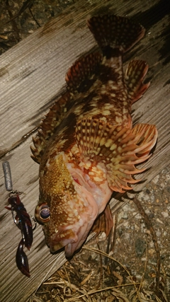 カサゴの釣果