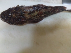 オニカサゴの釣果