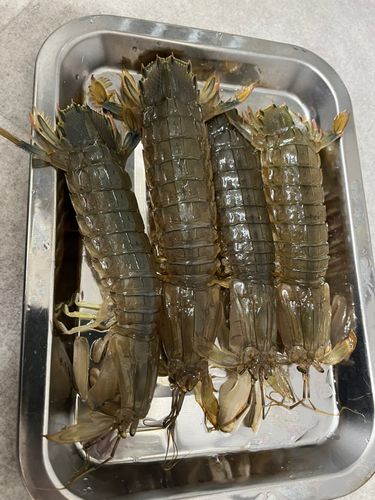 シャコの釣果