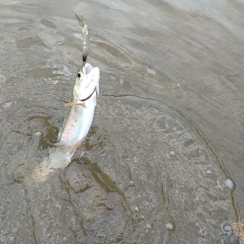 ニジマスの釣果