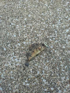 クロソイの釣果