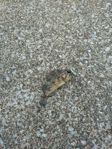 クロソイの釣果