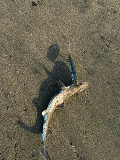 ホシザメの釣果