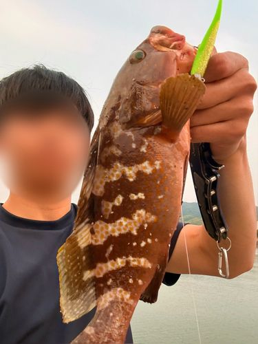 アコウの釣果