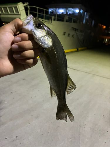 セイゴ（マルスズキ）の釣果