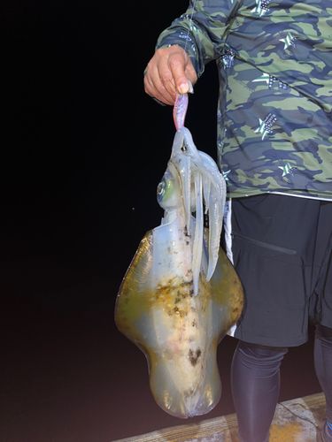 アオリイカの釣果