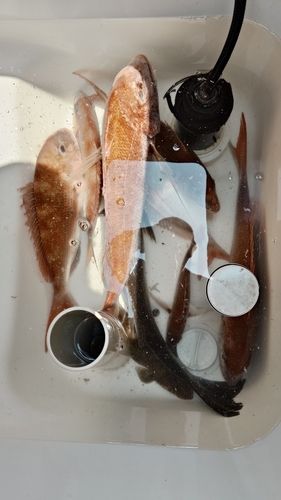 タイの釣果