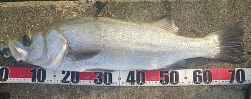 スズキの釣果